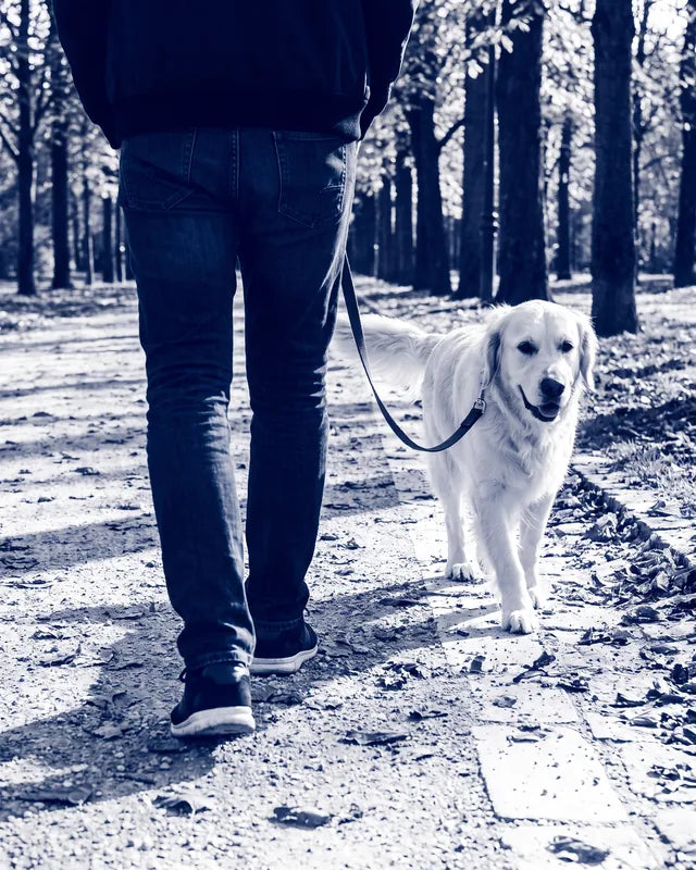 Personne promenant son chien sur un chemin de parc